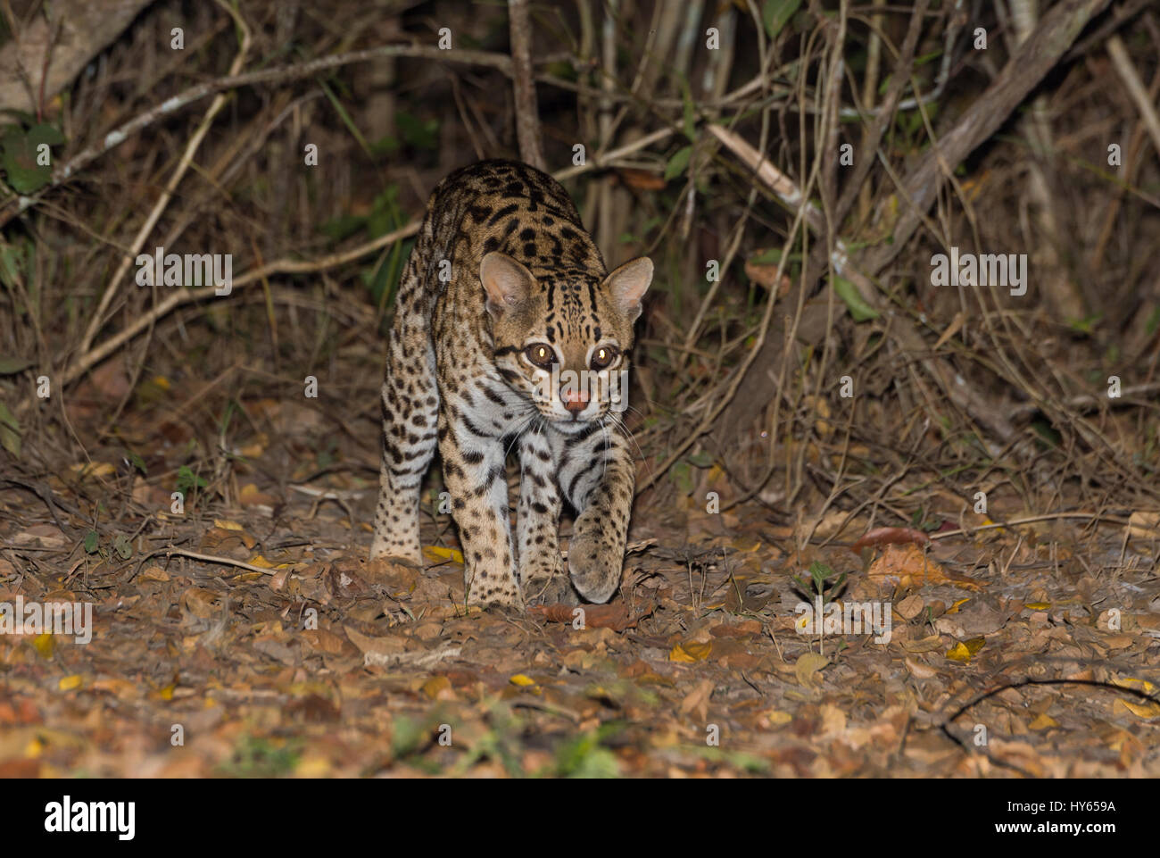 AO VIVO E COM IMAGENS, OCELOTS FA X PORTO ALEGRE PUMPKINS