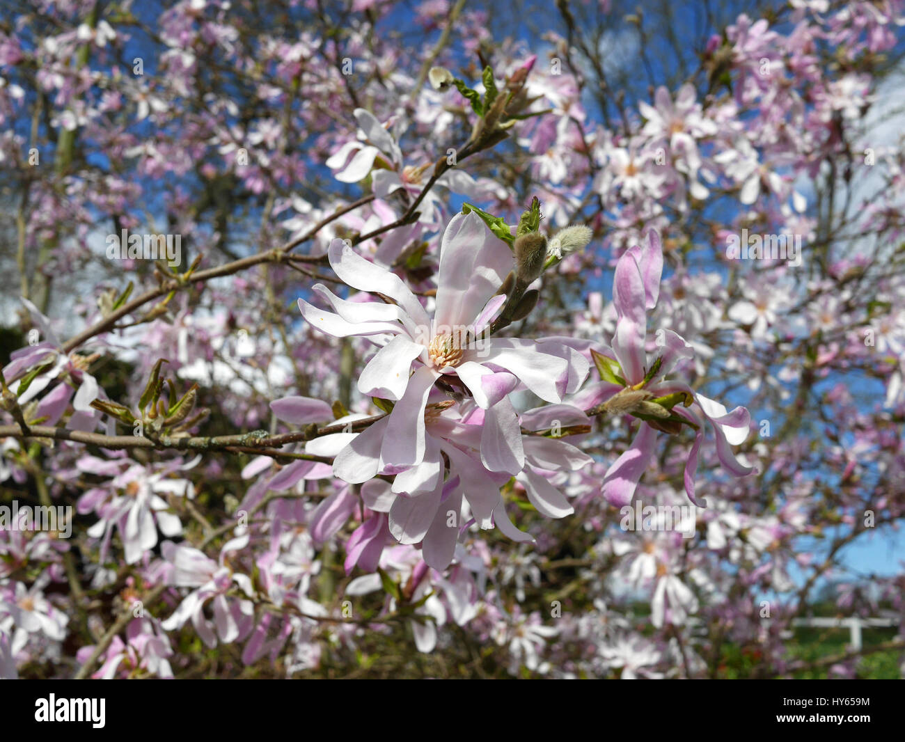 Magnolia in Spring fresh bloom Stock Photo - Alamy