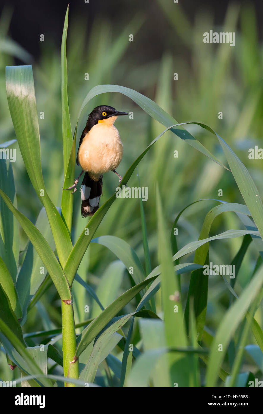 Black-capped Donacobius (Donacobius atricapilla) on reed, Pantanal, Mato Grosso State, Brazil Stock Photo