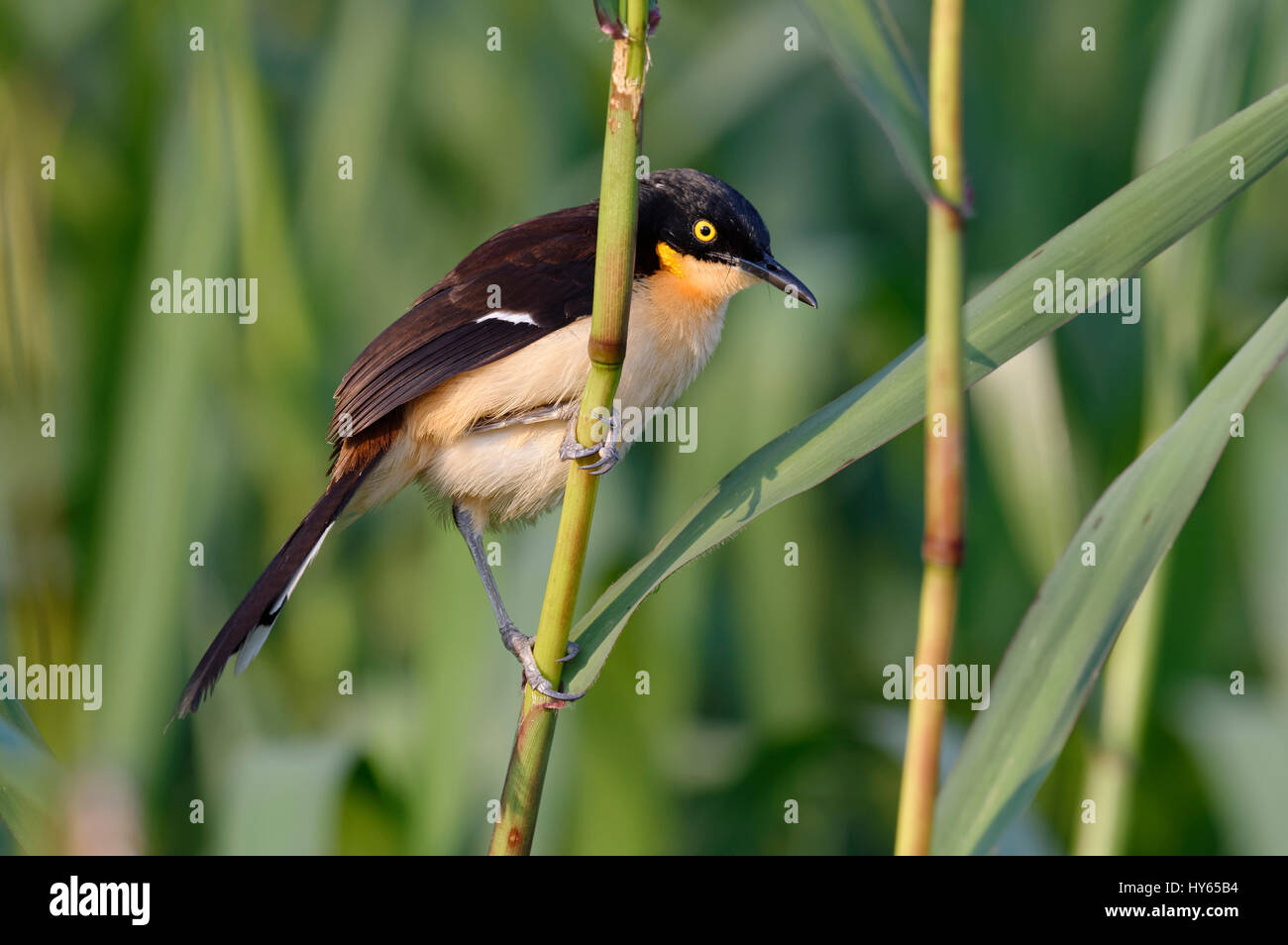 Black-capped Donacobius (Donacobius atricapilla) on reed, Pantanal ...
