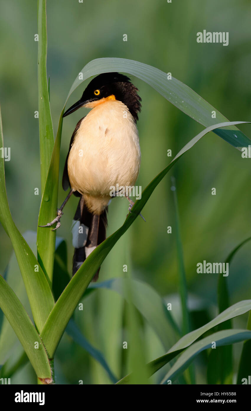Black-capped Donacobius (Donacobius atricapilla) on reed, Pantanal, Mato Grosso State, Brazil Stock Photo