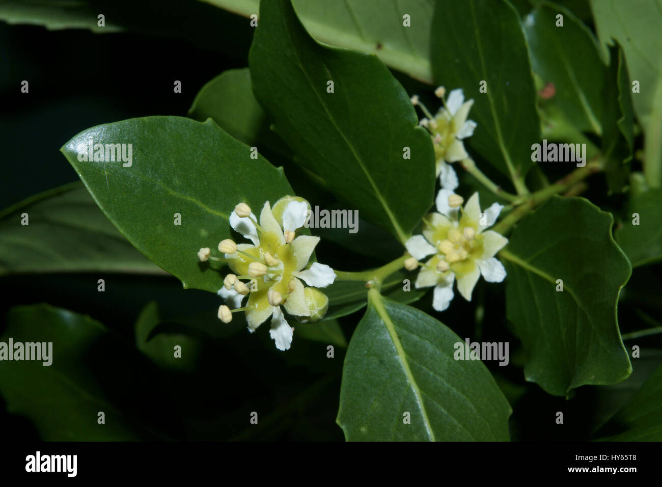 Quillaja saponaria Stock Photo