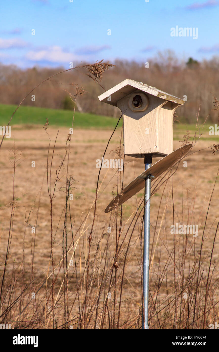 Bird nesting in bird house in spring Stock Photo Alamy