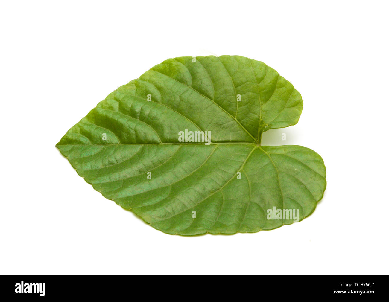 Green leaves shaped heart on white background Stock Photo - Alamy