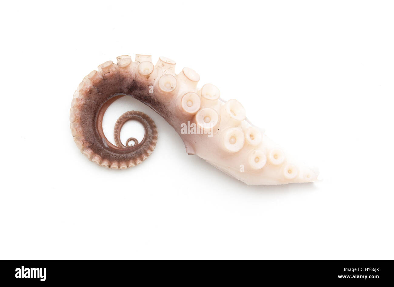 tentacles of octopus isolated on white background Stock Photo - Alamy
