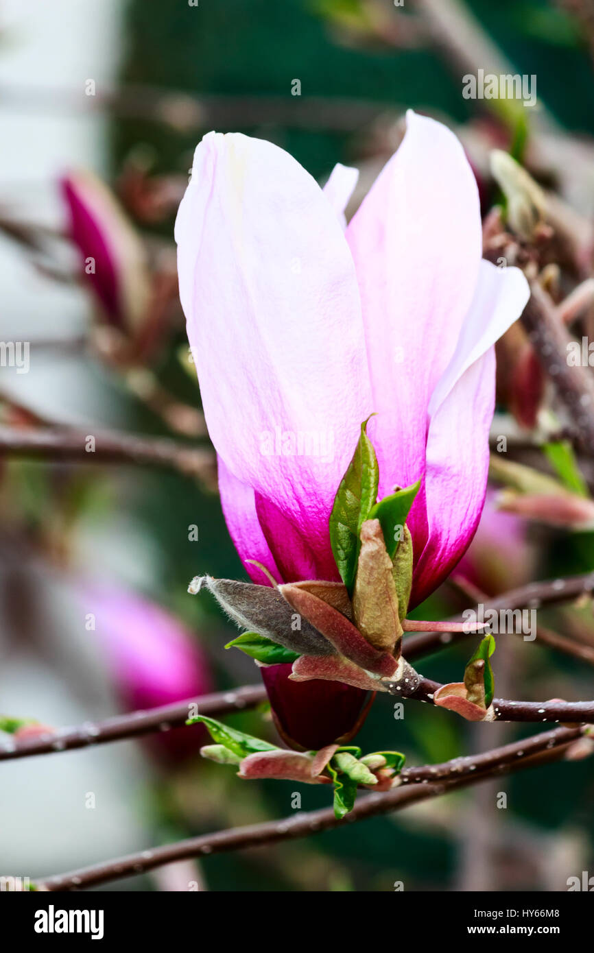 Magnolia flower buds hi-res stock photography and images - Alamy