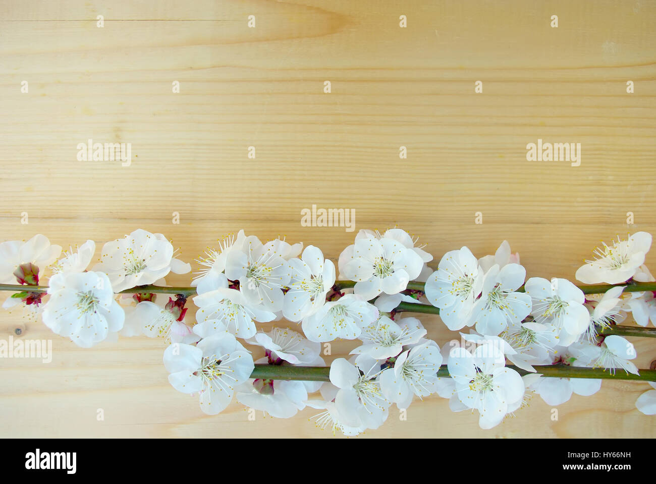 Seasonal blossoming springtime. Bloom closeup. Spring white blossom on wood texture background. April flower tree branch composition. Stock Photo