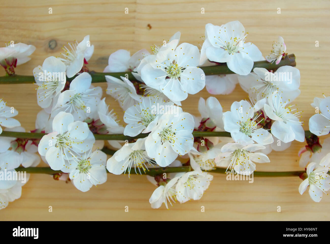 Spring white blossom on wood texture background. Seasonal blossoming springtime. Bloom closeup. April flower tree branch composition. Stock Photo