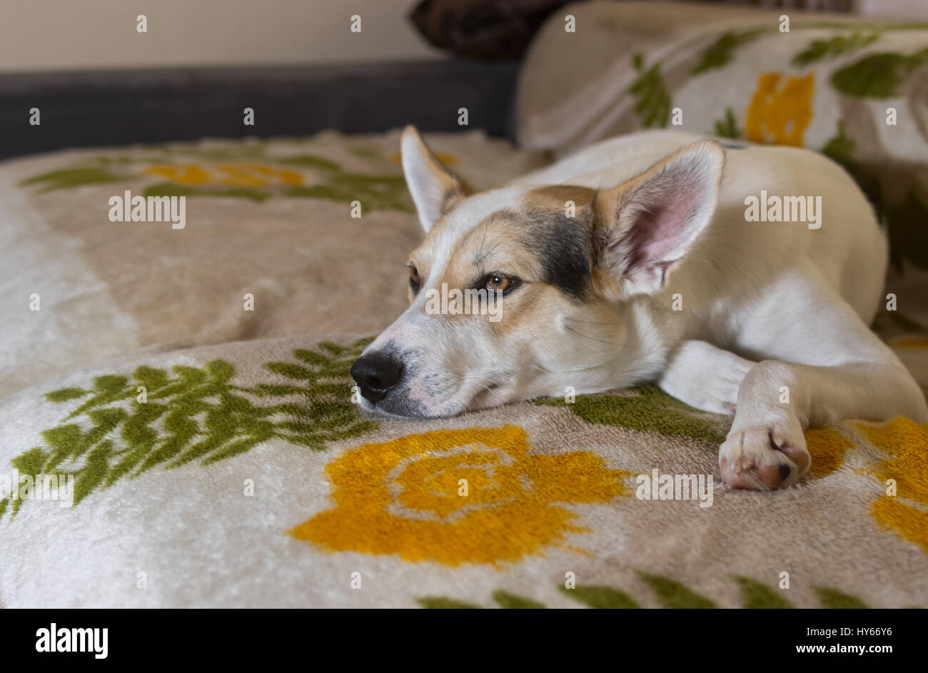 Cross-breed of hunting and northern dog lying on a sofa and watching Stock Photo