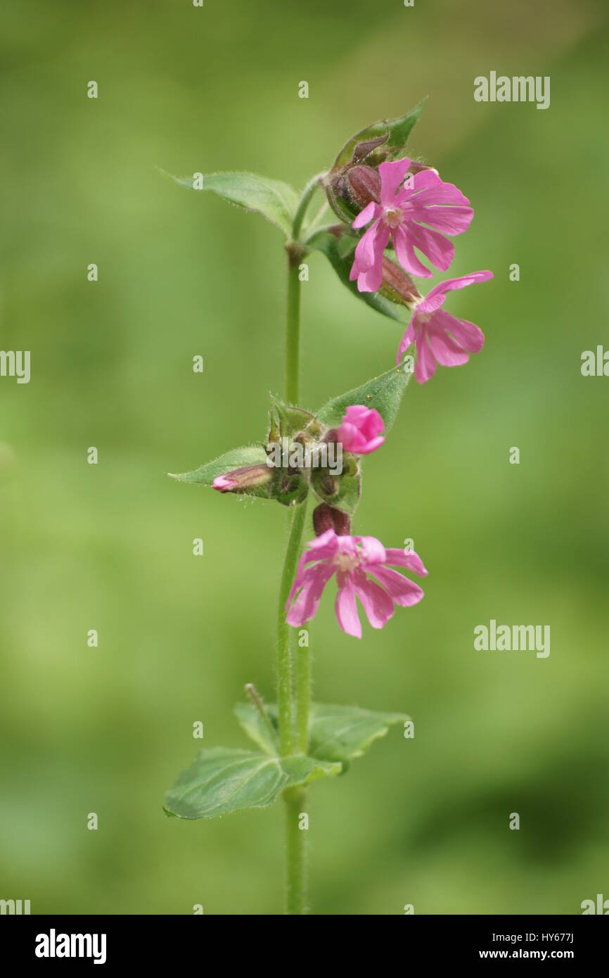 Silene dioica (Red Campion) Stock Photo