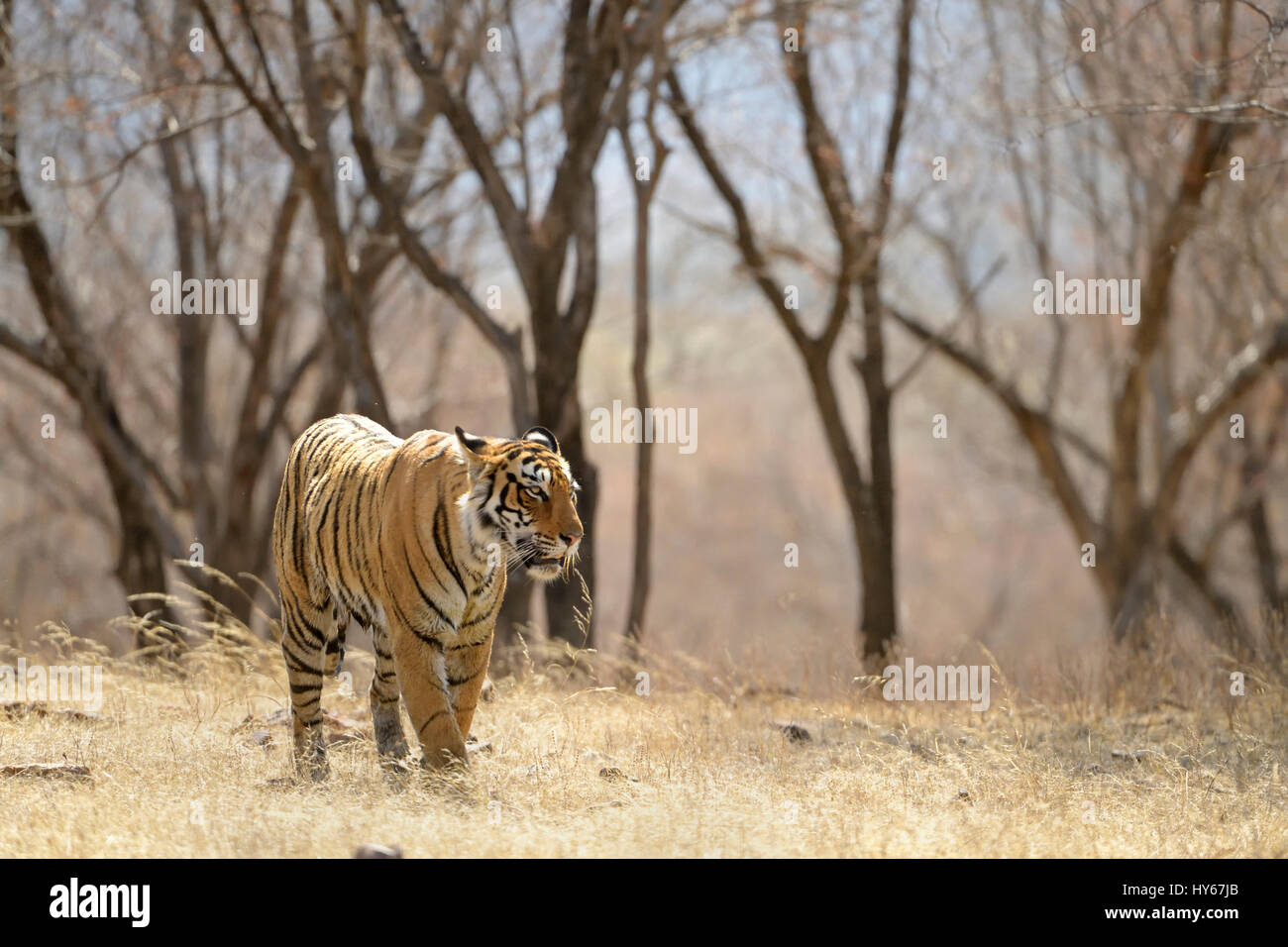 Lone Royal Bengal tiger walking in the dry deciduous forests of