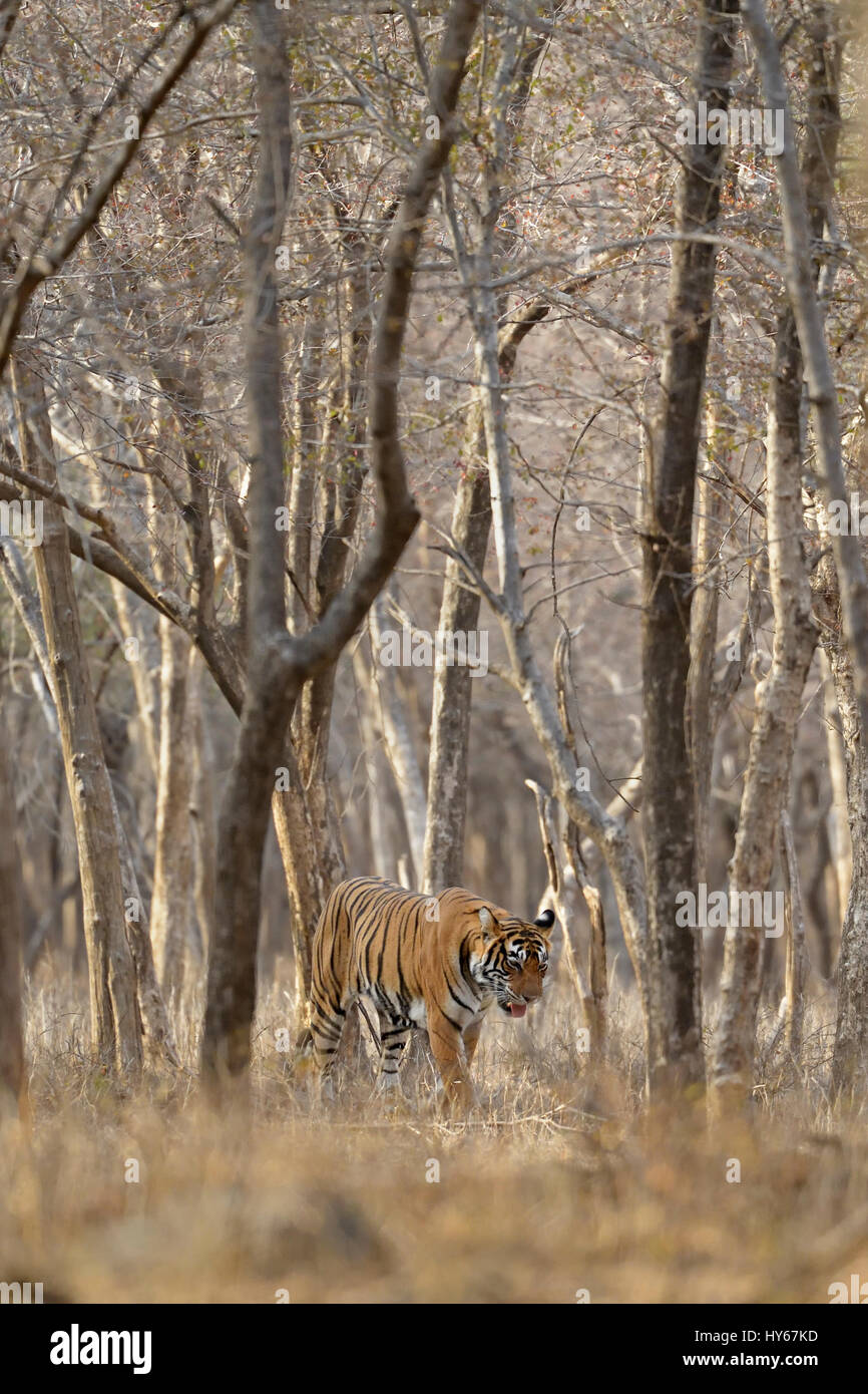 Lone Royal Bengal tiger walking between trees, in the dry deciduous forests of Ranthambore national park of India, in the hot summers Stock Photo