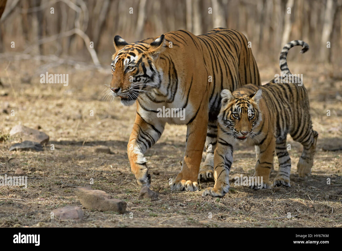 Royel Bengal Tiger | 3D model