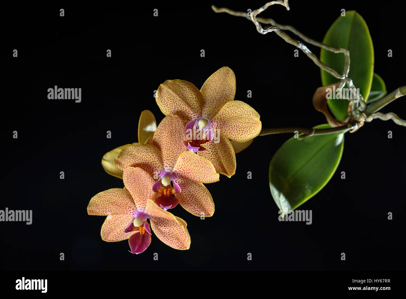 Orchid on dark background Stock Photo