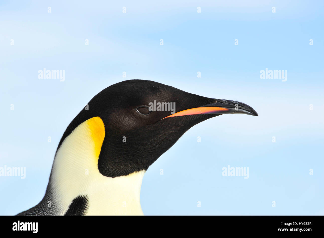 Emperor Penguin close up Stock Photo