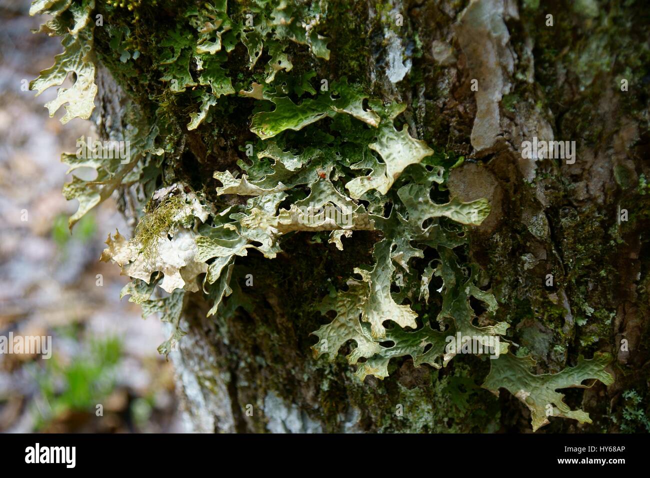 Green lobaria linita (cabbage lungwort) lichen close up on a tree trunk close up Stock Photo