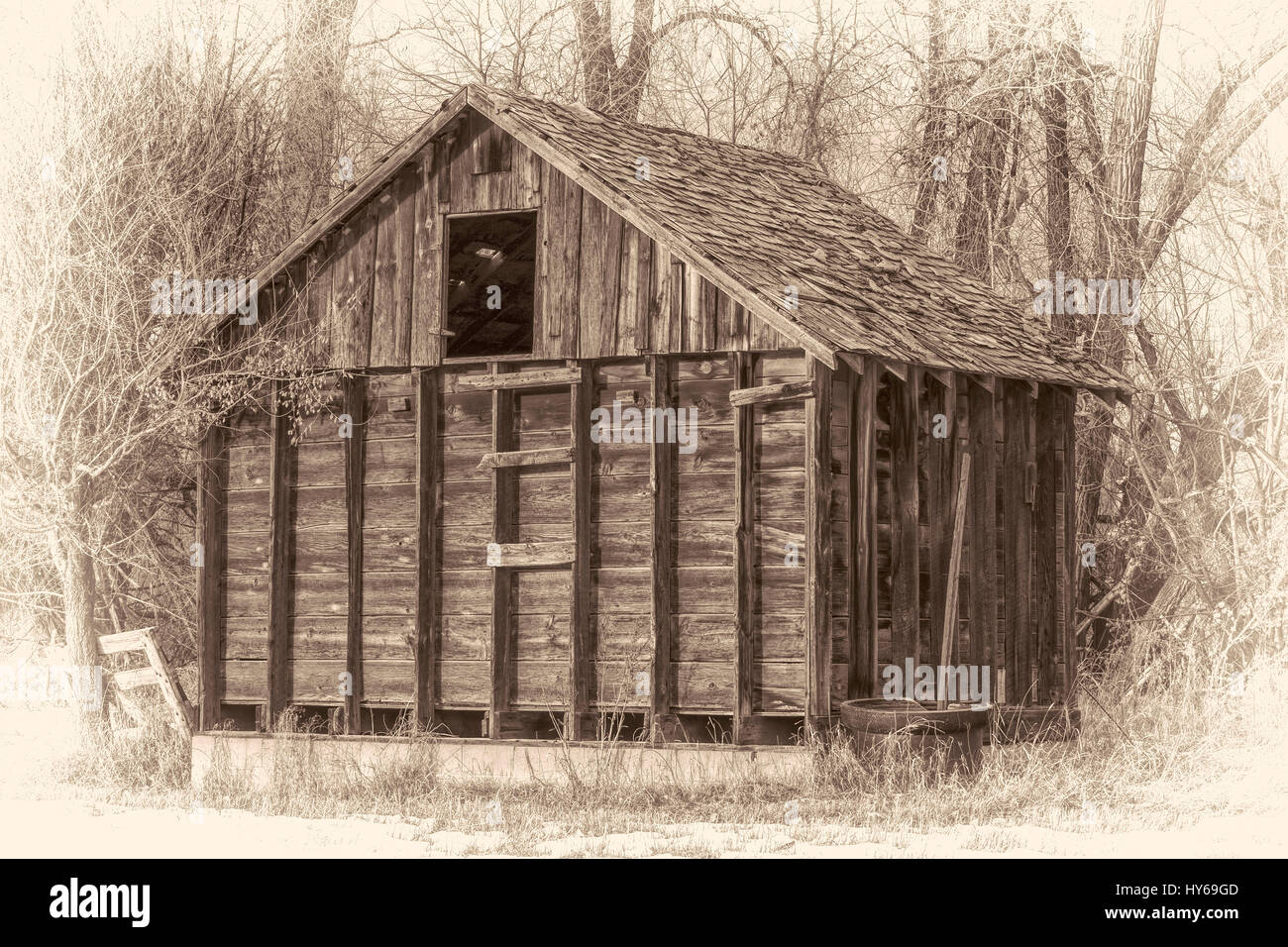 old, small barn in an abandoned farm in Colorado with a  riparian cottonwood forest in background, damaged wood shingles on a roof, retro sepia opalot Stock Photo
