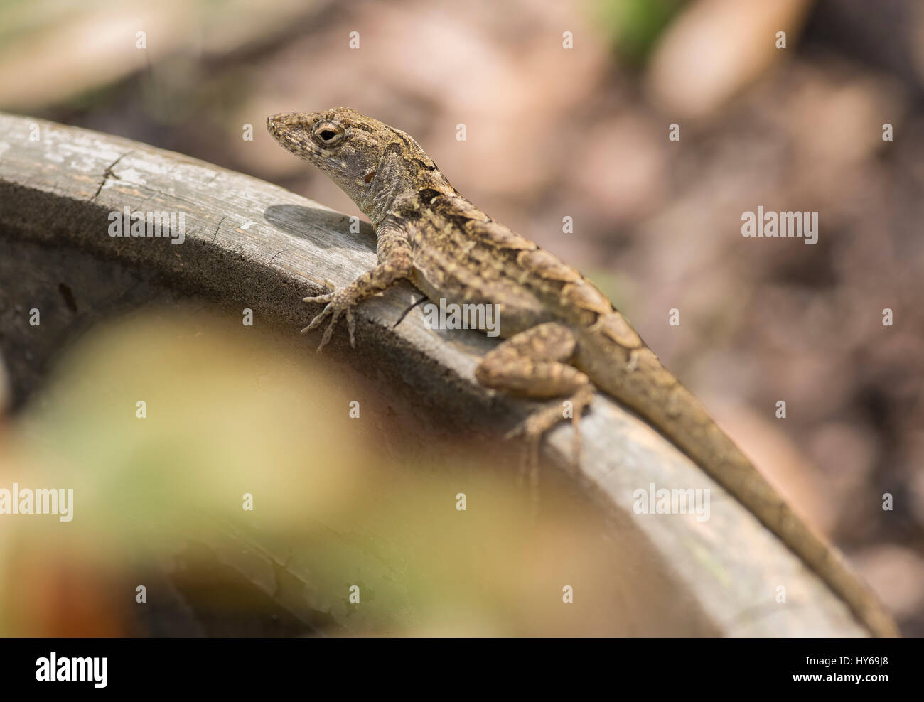 Cuban Brown Anole.  The Brown Anole is an invasive species, pushing out the green anole from it's territory. Stock Photo