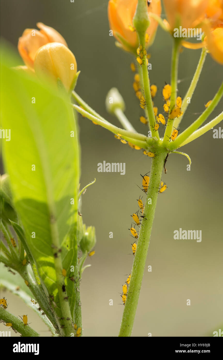 Yellow Aphids on Milkweed plant Stock Photo