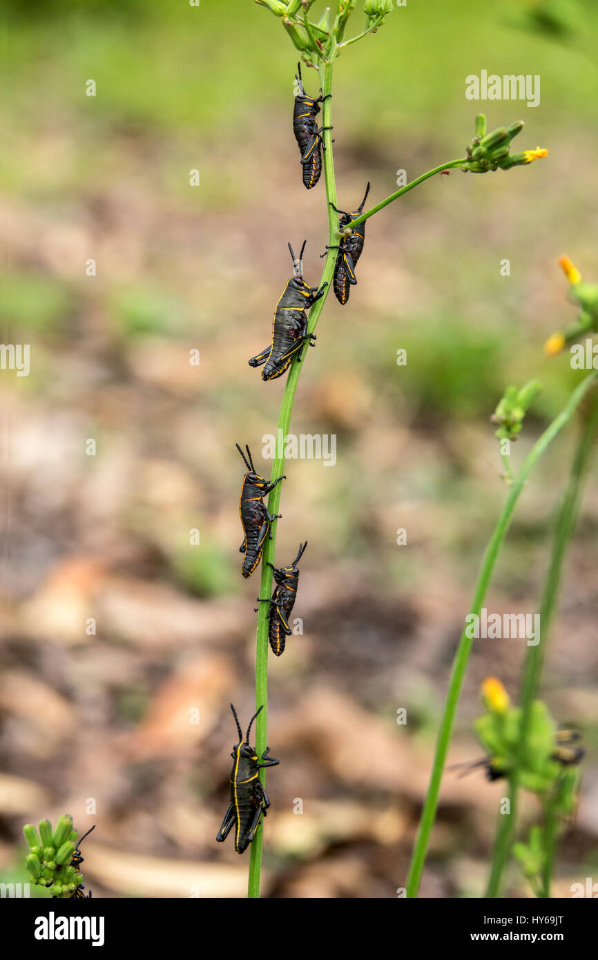 Eastern lubber grasshopper larva feeding on ragwort weed Stock Photo