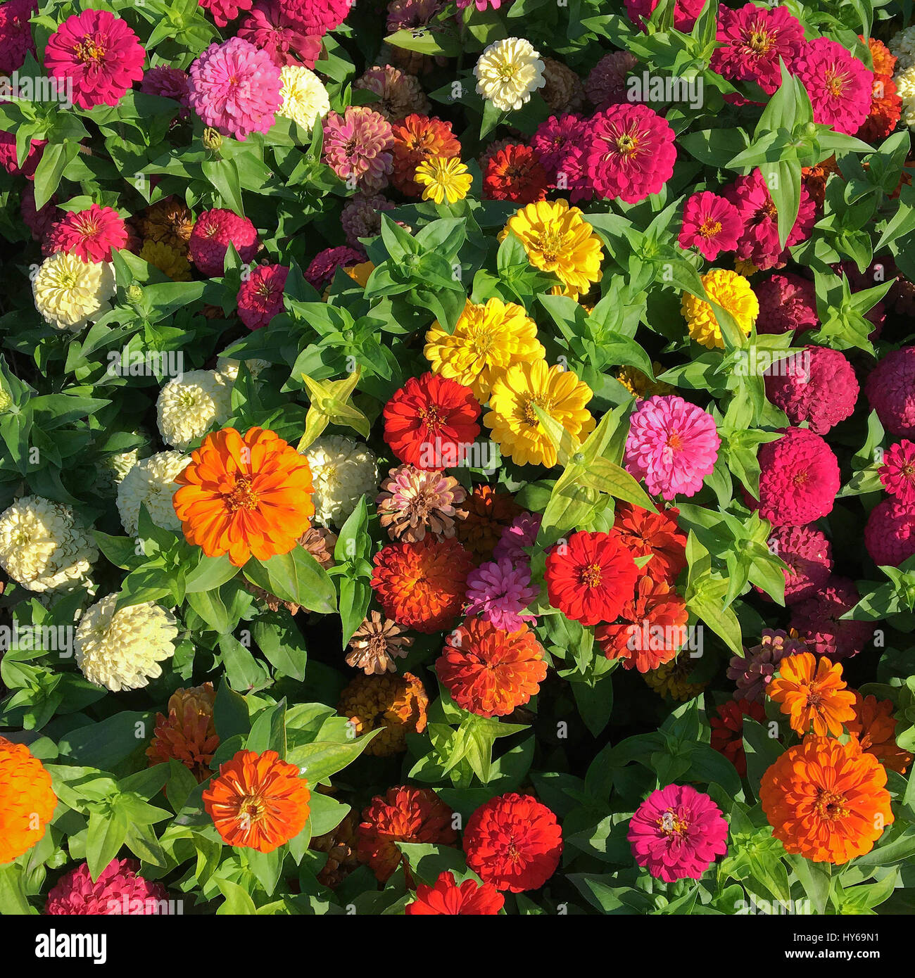 Marigolds and ziinias blooming in a garden in full sun, overhead shot