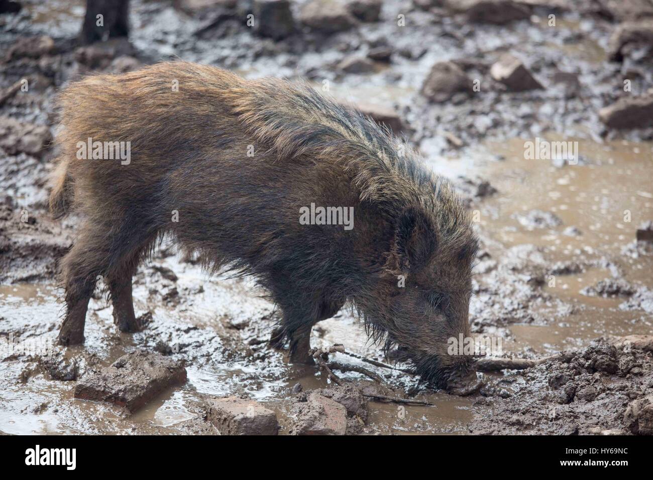 Wild boar rooting in mud Stock Photo - Alamy