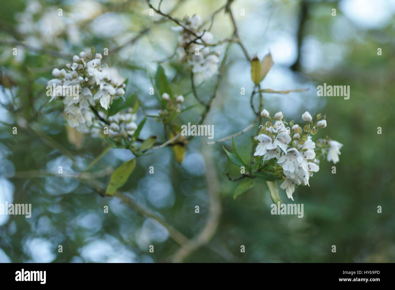 Prostanthera lasianthos Stock Photo