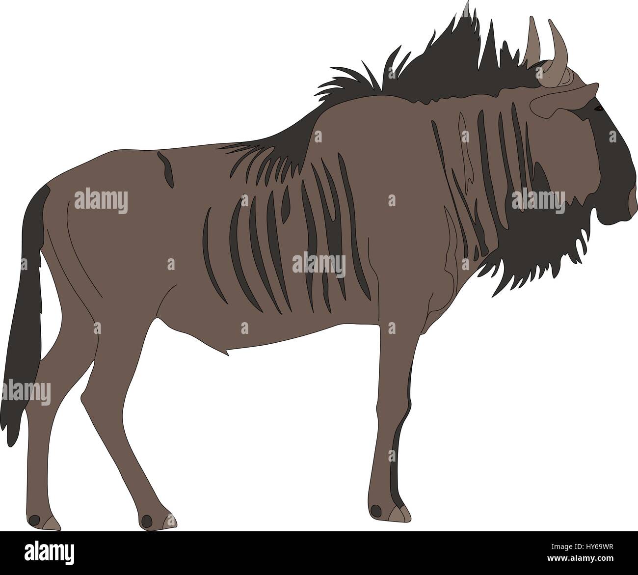Portrait of a common wildebeest, standing, viewn from side Stock Vector