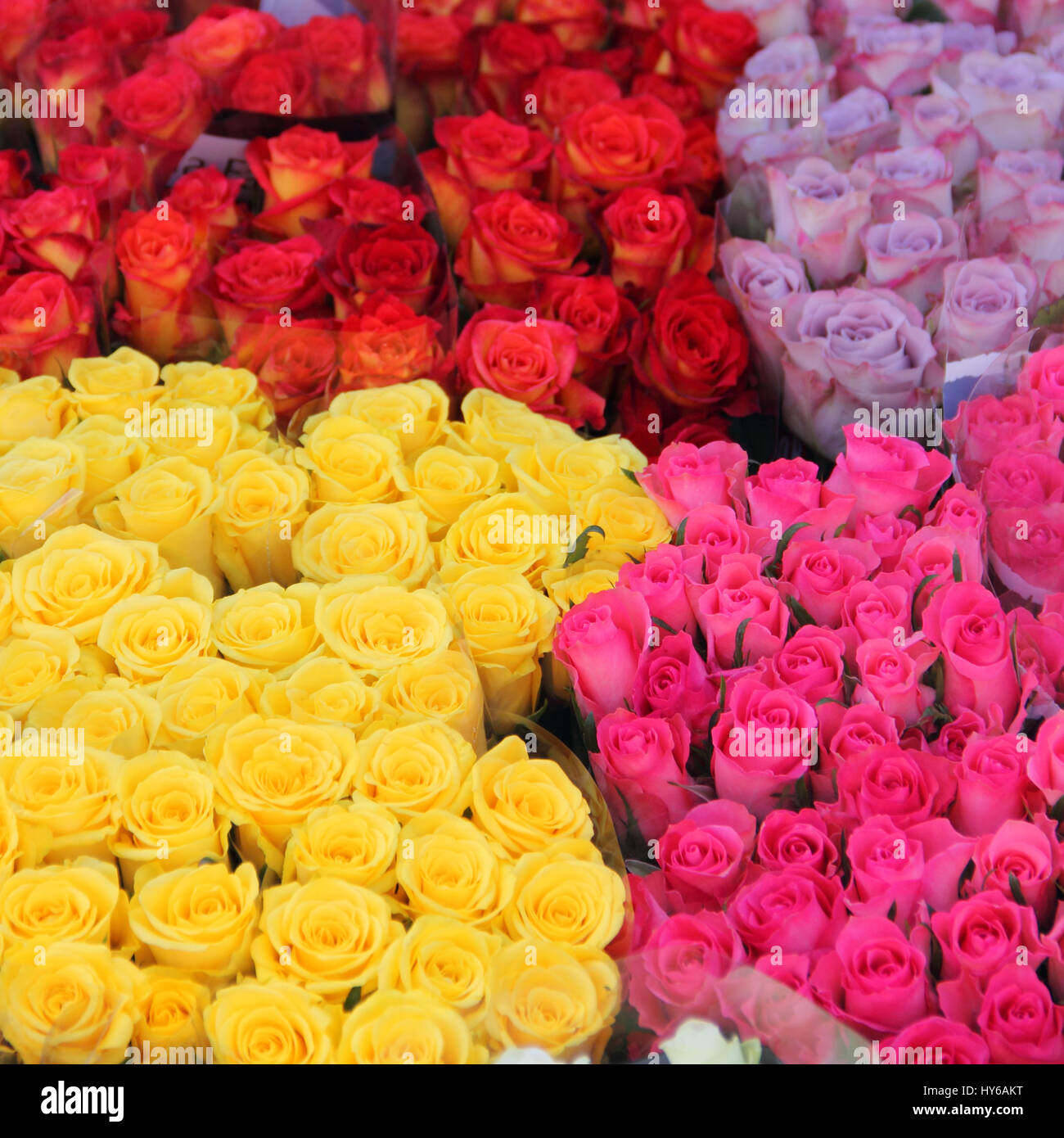 Colorful rose bouquets in flower shop Stock Photo Alamy