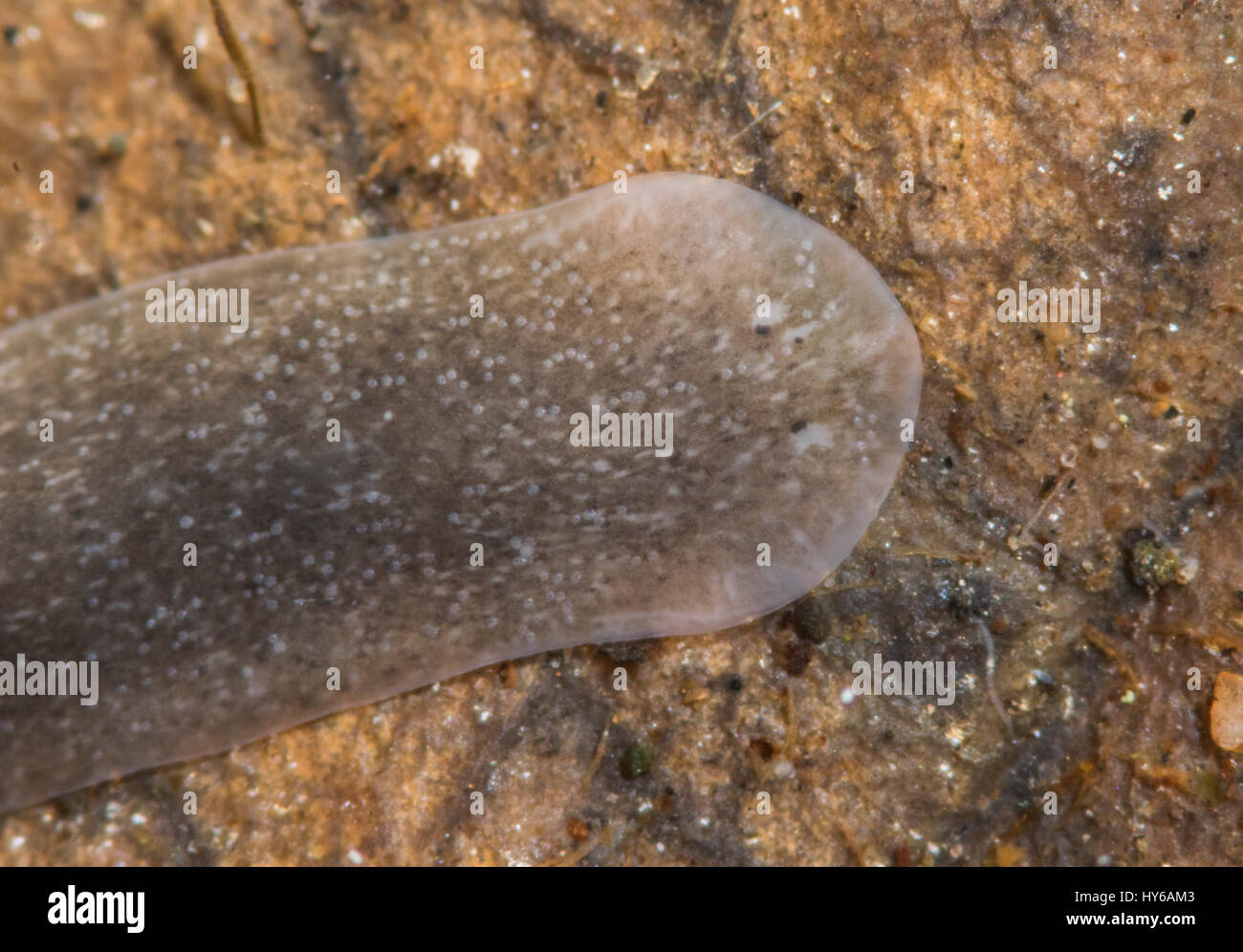 Flatworm planarian  Dugesia polychroa underwater close up of head Stock Photo