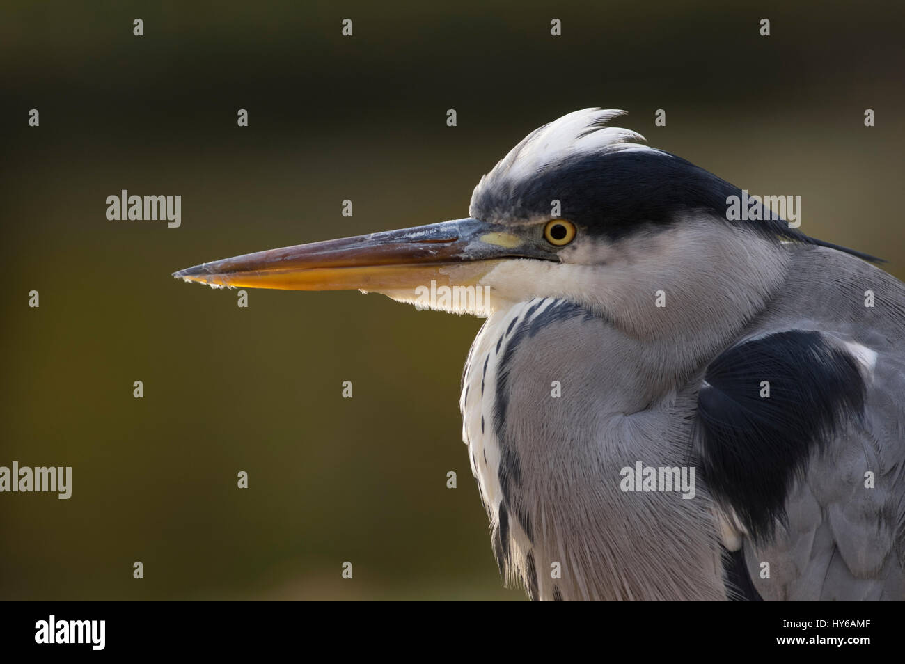 Grey Heron back lit by the sun close up Stock Photo
