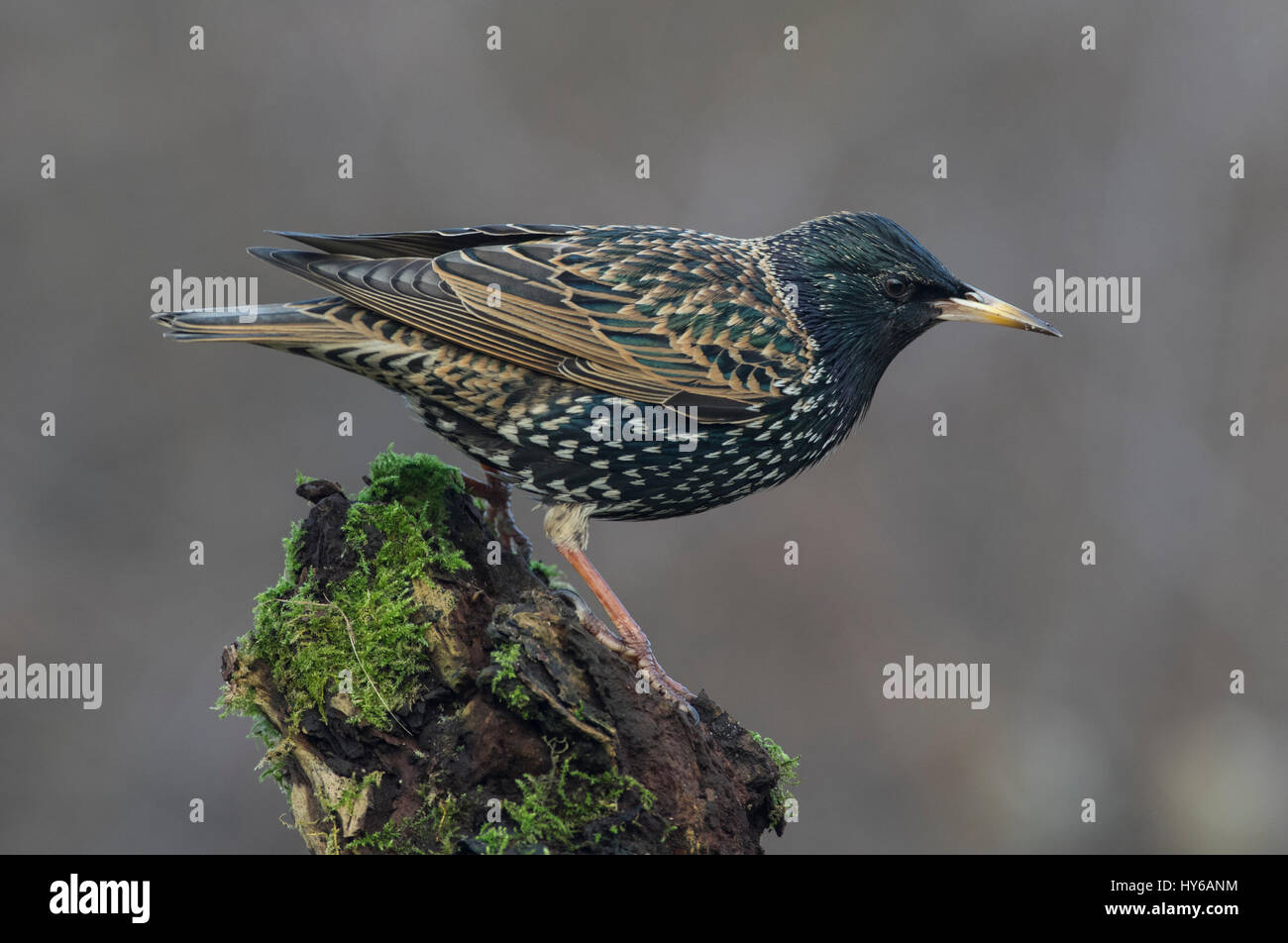 Starling on a branch Stock Photo