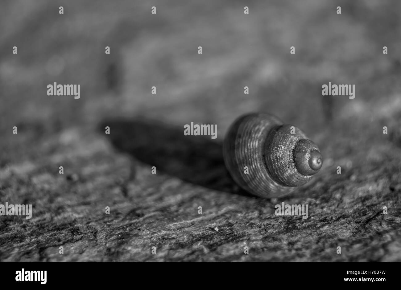 Macro shot of a tiny snail in black and white. Stock Photo