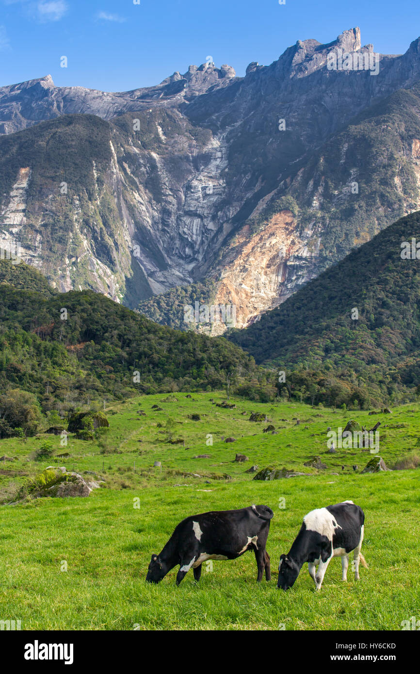 Rural landscape with grazing cows and Kinabalu mountain at background in Kundasang, Sabah, Borneo, Malaysia Stock Photo