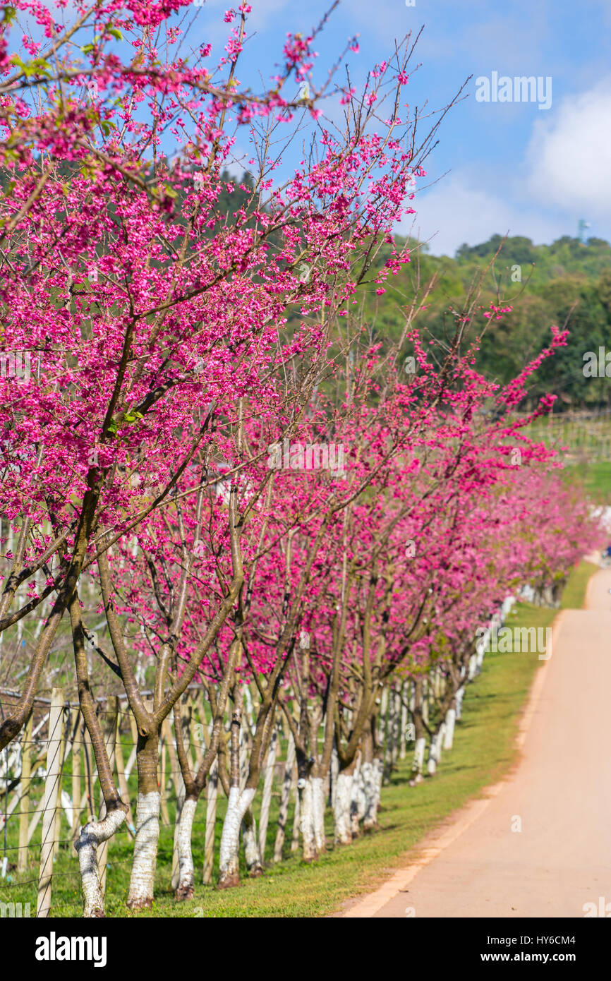 National flower of thailand hi-res stock photography and images - Alamy