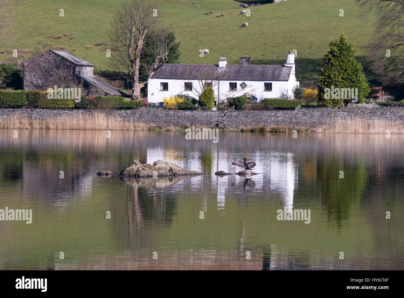 Nab Cottage and a cormorant reflected in Rydal water, Cumbria, England, UK Stock Photo