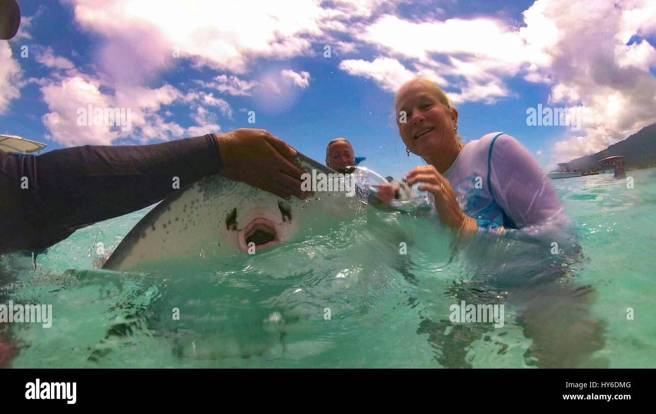 Swimming with sharks and Stingrays,Tiahura, Moorea, French Polynesia Stock Photo