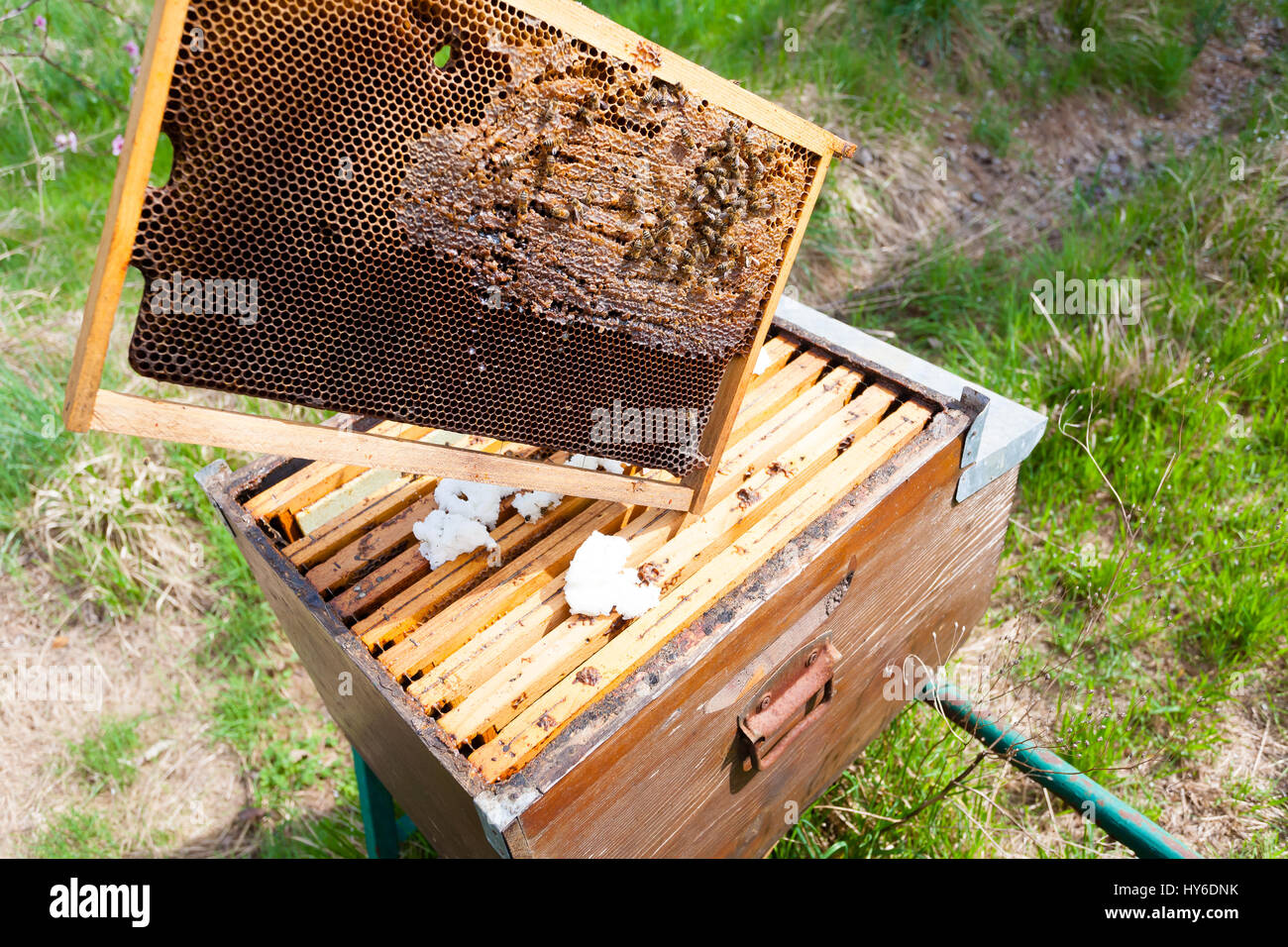 Insects Rural Rural insects hi-res stock photography and images - Alamy