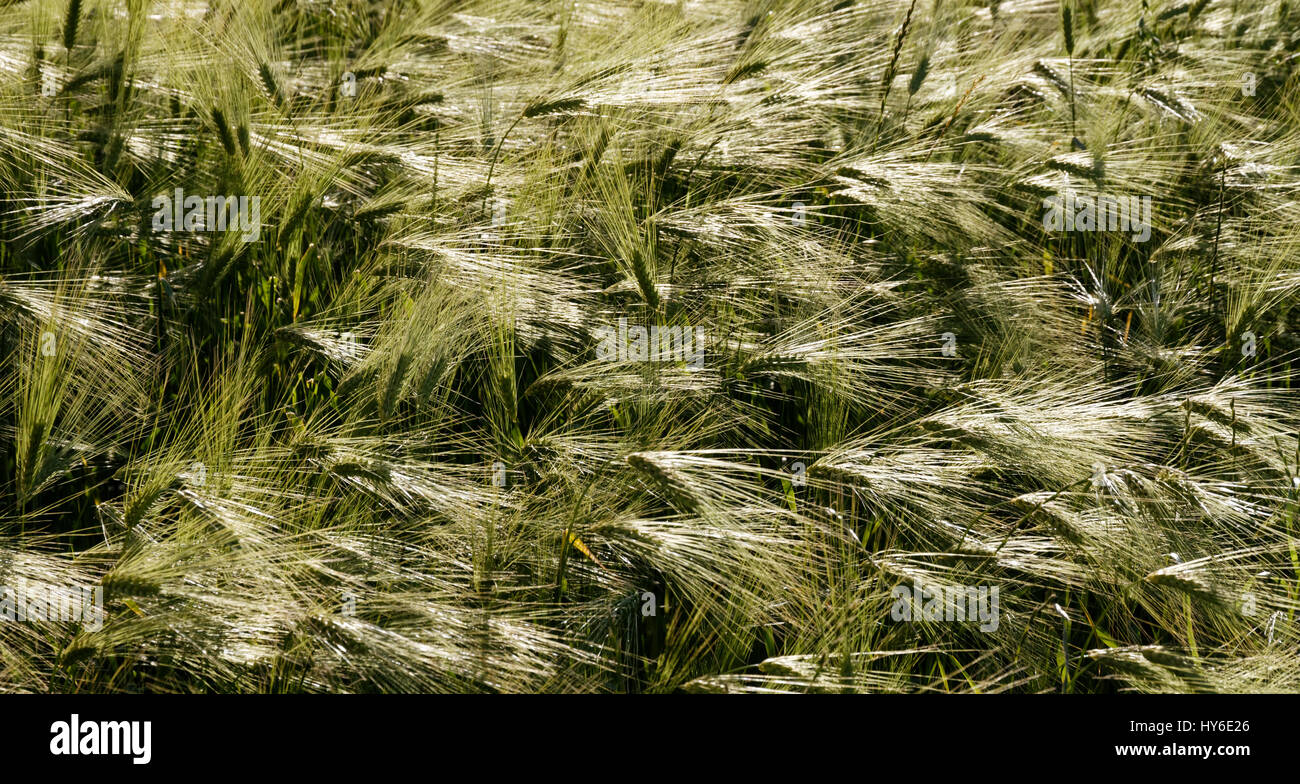 Field of grass Stock Photo