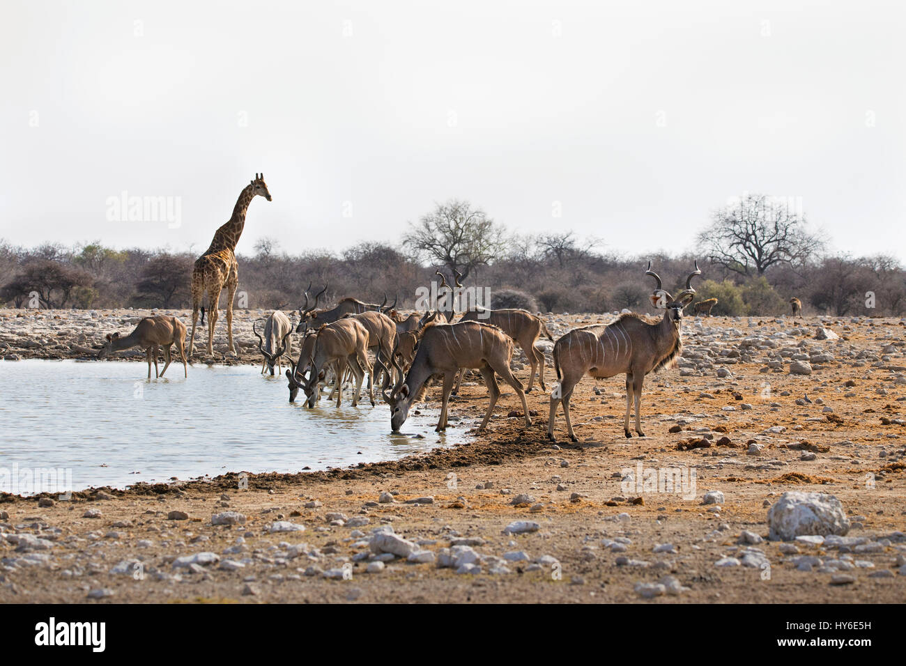 G. Kudu Tragelaphus strepsiceros & Angolan Giraffe, Klein Namutoni Waterhole, Etosha NP, Namibia, by Monika Hrdinova/Dembinsky Photo Assoc Stock Photo