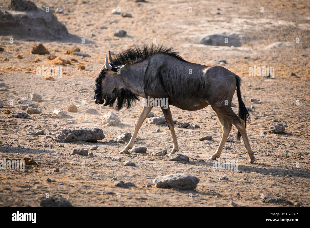 Common Wildebeest, Connochaetes taurinus, Chudop Waterhole, Etosha National Park, Namibia, Africa, by Monika Hrdinova/Dembinsky Photo Assoc Stock Photo