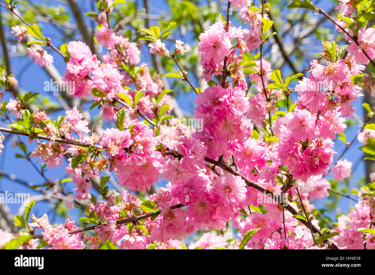 Branch of the Japanese cherry sakura blossoms. Stock Photo