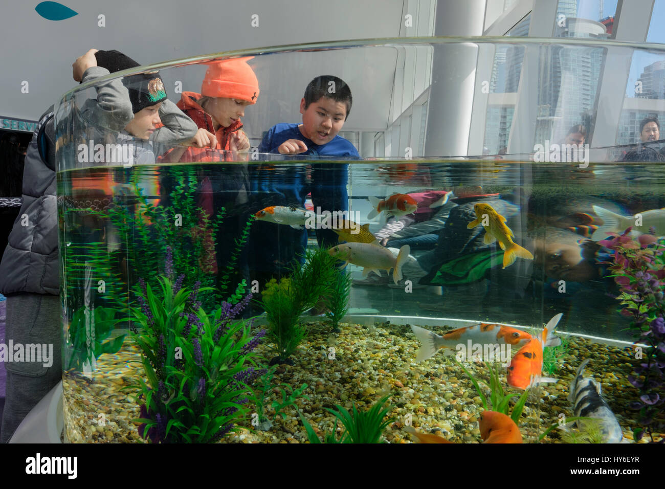 Ripley's Aquarium of Canada, kids, children, observing a water tank, aquarium with colourful carp, koi, Cyprinus carpio haematopterus, Toronto, Ontari Stock Photo