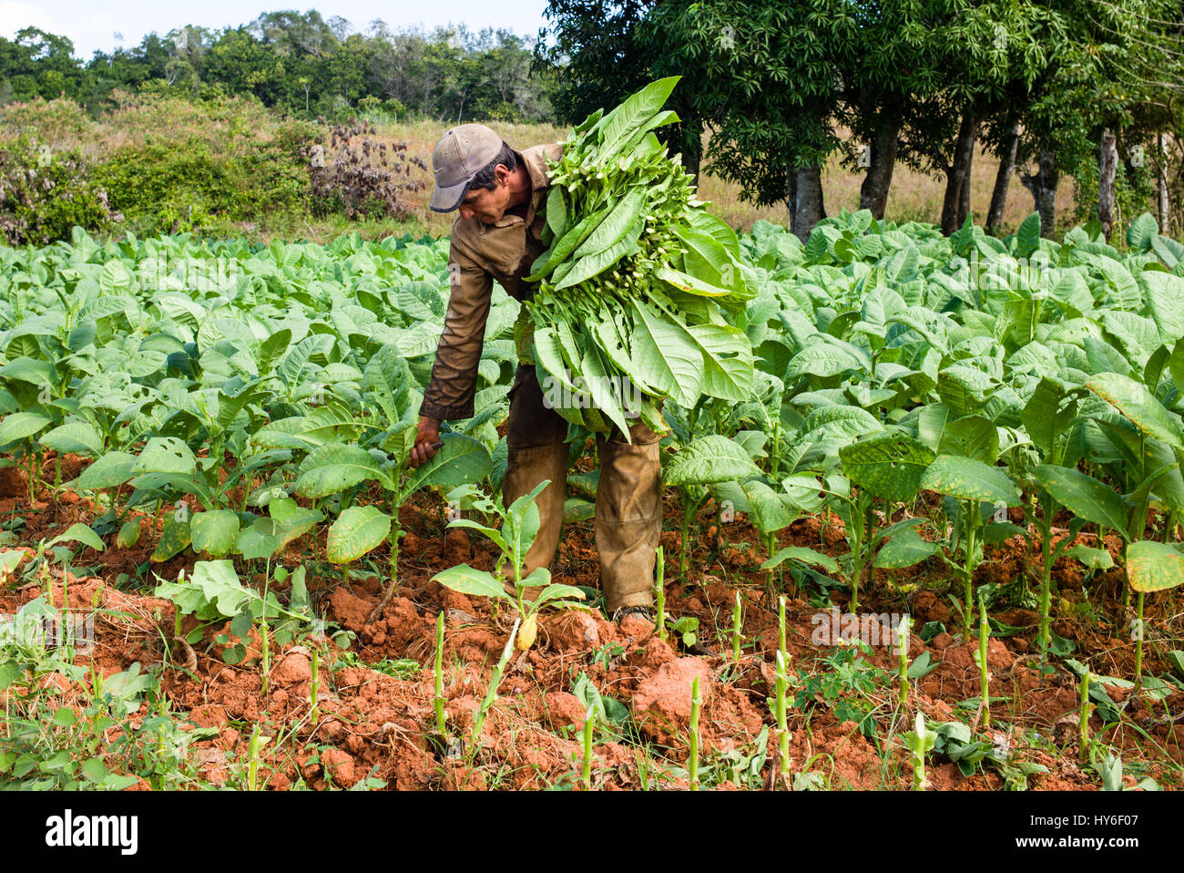 Jorge is cutting tobacco leaves and putting them on drying racks to dry in  the field Stock Photo