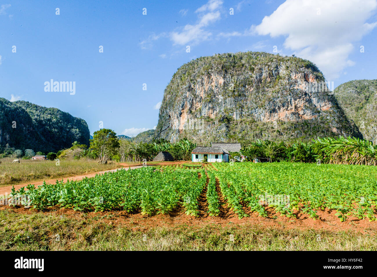 A tobacco farm with a mogote, limestone hill, behind the house Stock Photo 