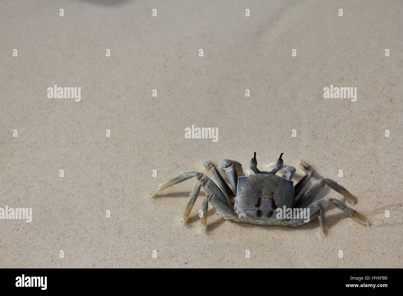 The crab from top View, on the white sand beach ,Thailand Stock Photo