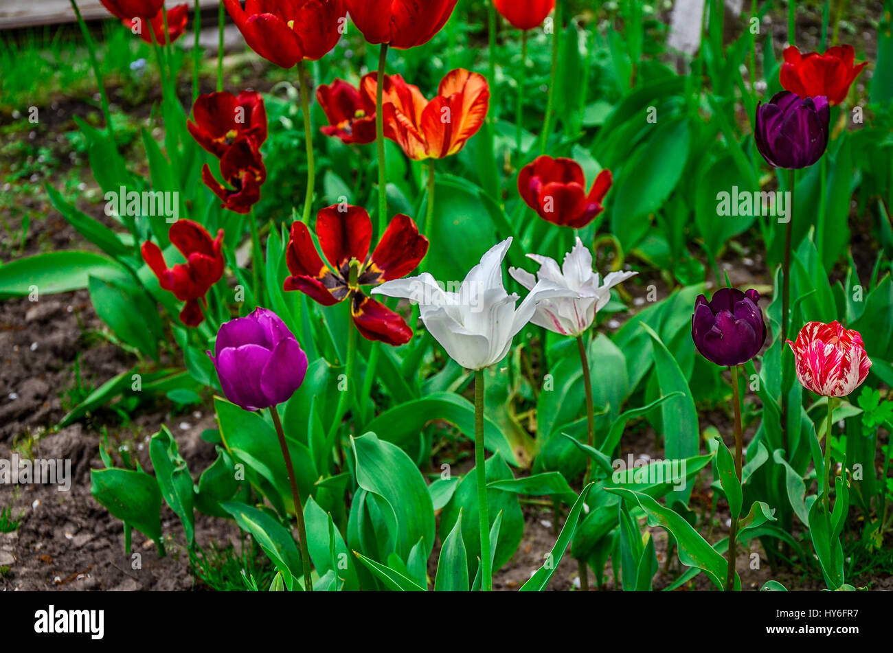 Flowering tulips on a flowerbed in a garden in the spring Stock Photo ...