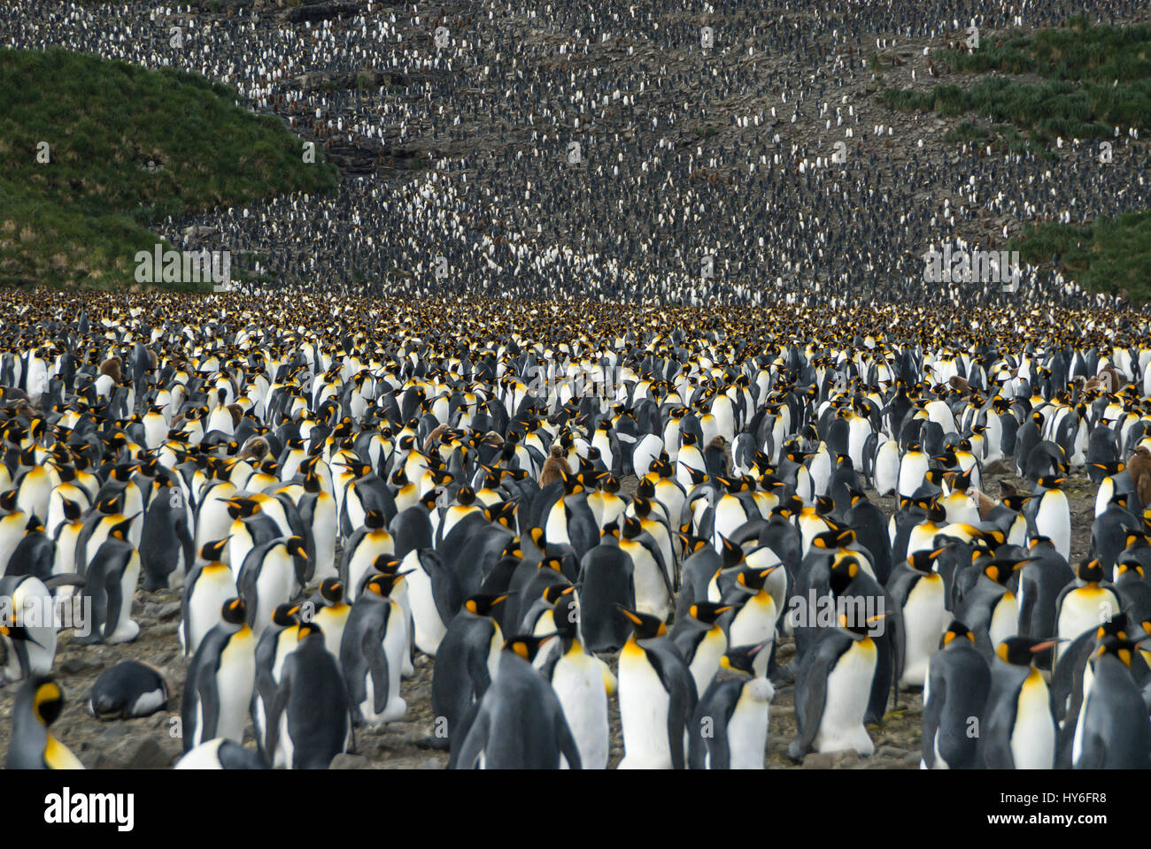 King penguins colony at South Georgia Stock Photo - Alamy