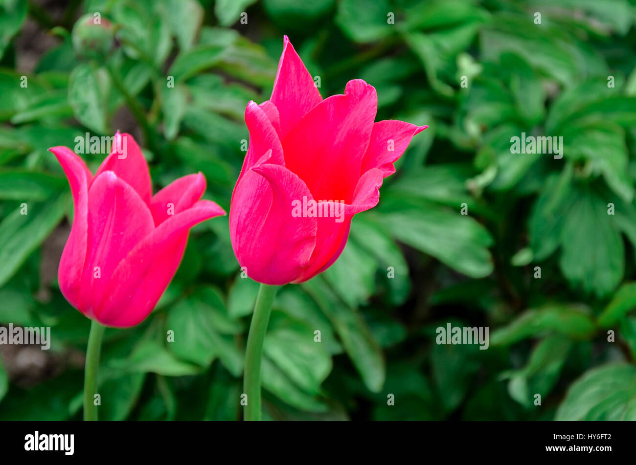 Flowering tulips on a flowerbed in a garden in the spring. Stock Photo