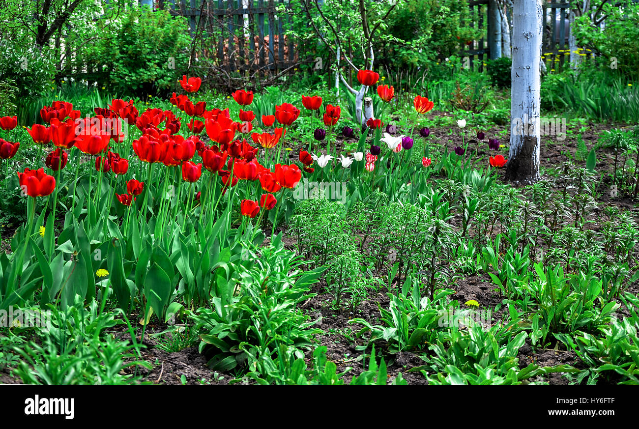 Flowering tulips on a flowerbed in a garden in the spring Stock Photo ...